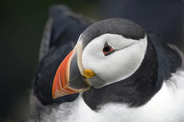 Puffin 坐在其巢、 威、 设得兰群岛 — 图库照片