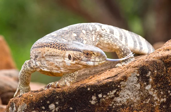 Savanna Monitor Lizard, Кения — стоковое фото