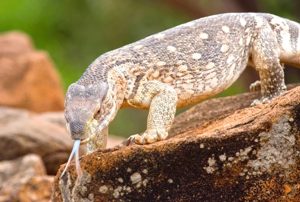 Savanna Monitor Lizard, Quênia — Fotografia de Stock