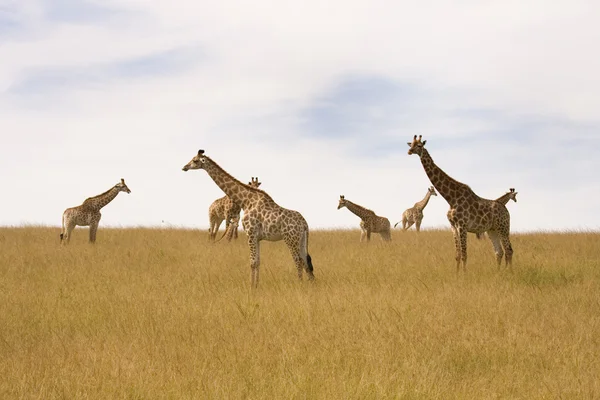 Manada de jirafas descansando en las llanuras —  Fotos de Stock