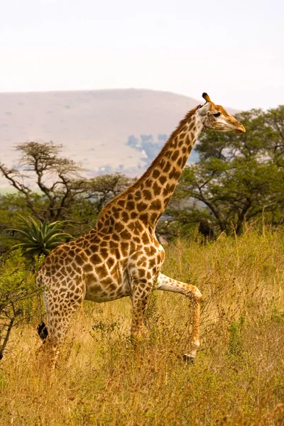 Zürafa adım adım yüksek çimen, Güney Afrika — Stok fotoğraf