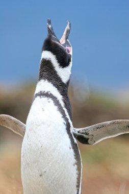 Magellan Penguin, Punta Arenas, Chile clipart