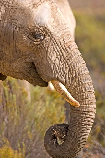 Głowę słonia afrykańskiego & zwinięte tułowia, Republika Południowej Afryki — Zdjęcie stockowe