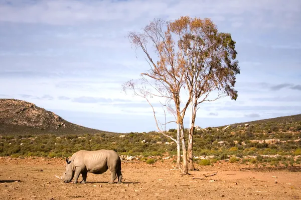 Rinoceronte branco na planície sob a árvore, África do Sul — Fotografia de Stock