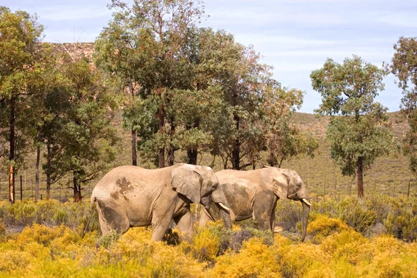 Casal de elefantes andando, África do Sul — Fotografia de Stock