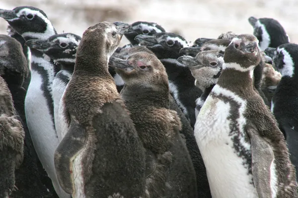 Grupa młodych Pingwiny Magellana, Funt Wysp Falklandzkich — Zdjęcie stockowe