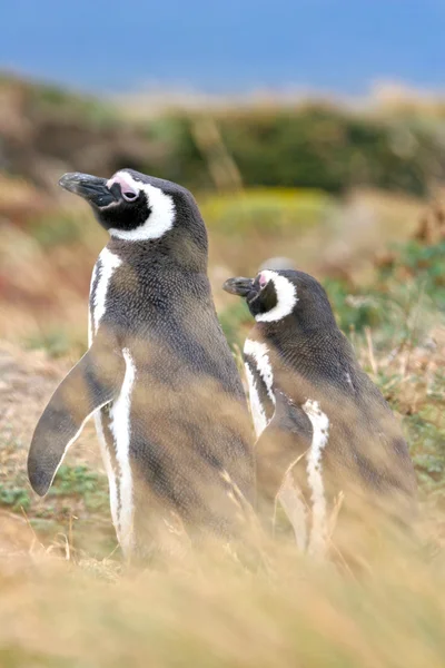 Magellan penguin couple, Punta Arenas, Chile — ストック写真