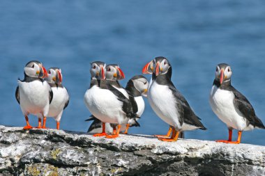 puffins sürüsü stand bir kaya, İzlanda
