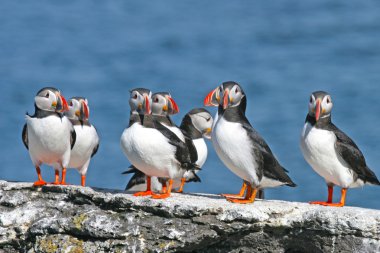 Flock of puffins stand on a rock, Iceland clipart