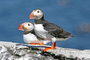 Pair of puffins standing on a rock, Iceland clipart