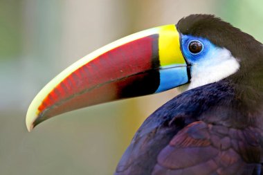 Toucan orman, amazon, Brezilya