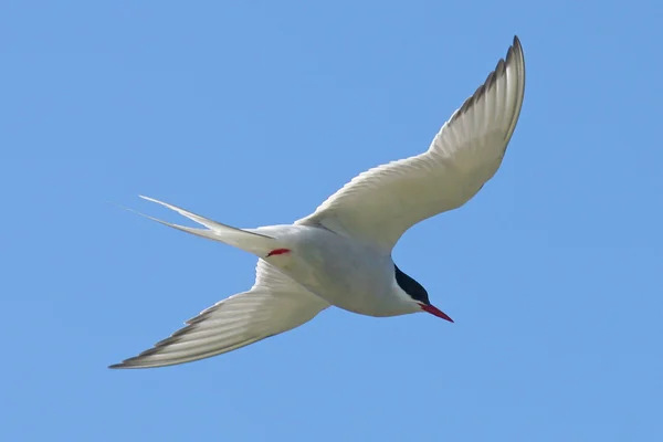 Gaivota voando através do céu azul claro, Brasil — Fotografia de Stock