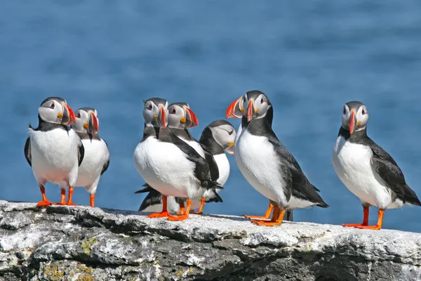 Rebanho de puffins estão em uma rocha, Islândia — Fotografia de Stock