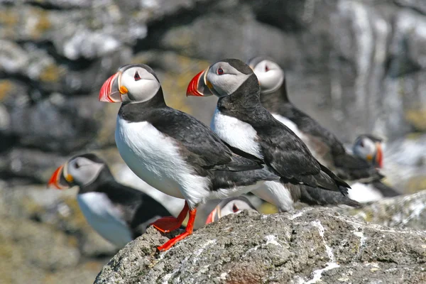 Skupina papuchalků stojí na skále, Island — Stock fotografie