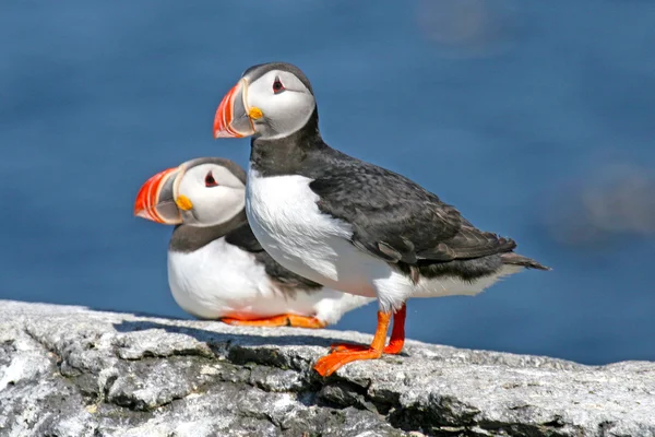puffins İzlanda bir kayada duran çifti