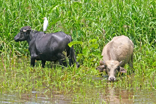 Nötkreatur betar av bankerna i Amazonas, Brasilien — Stockfoto