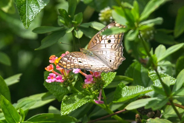 Borboleta de pavão branco repousa sobre uma flor . — Fotografia de Stock