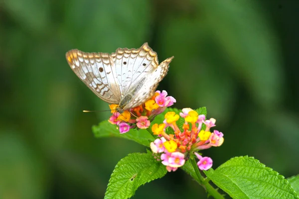 Borboleta de pavão branco repousa sobre uma flor . — Fotografia de Stock