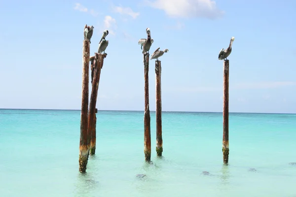 Pelicans resting on wooden poles, Aruba, Caribbean — Stock Photo, Image