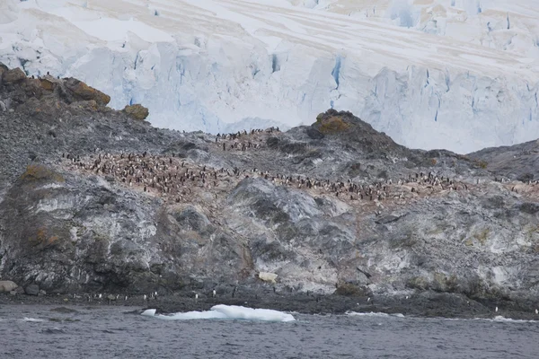 Penguin Colony on the South Shetland Islands, Antarctica — Stock Photo, Image