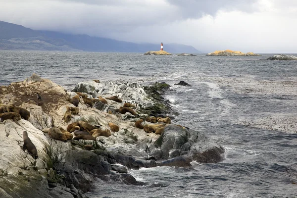 Southern sea lions & kormoránů na ostrovech tierra del fuego s les eclaireurs maják v pozadí, ushuaia, argentina — Stock fotografie