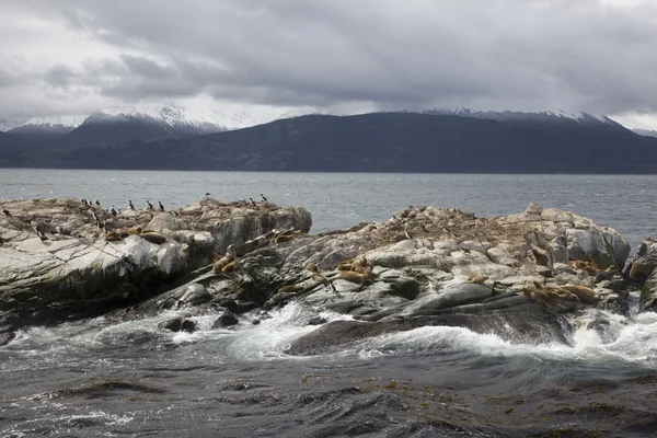 Southern sea lions & kormoránů na ostrovy tierra del fuego, ushuaia, argentina — Stock fotografie