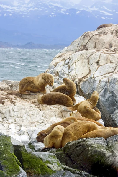 Lions de la mer du Sud reposant sur les îles de la Terre de Feu, Ushuaia, Argentine — Photo