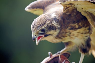 Peregrine falcon toprakları, Tazmanya, Avustralya.