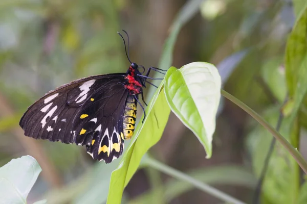 Cairns Birdwing (Omithoptera euphorion) borboleta, Cairns, Austrália — Fotografia de Stock