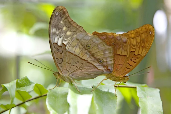 Apareamiento mariposas marrones, Cairns, Australia — Foto de Stock