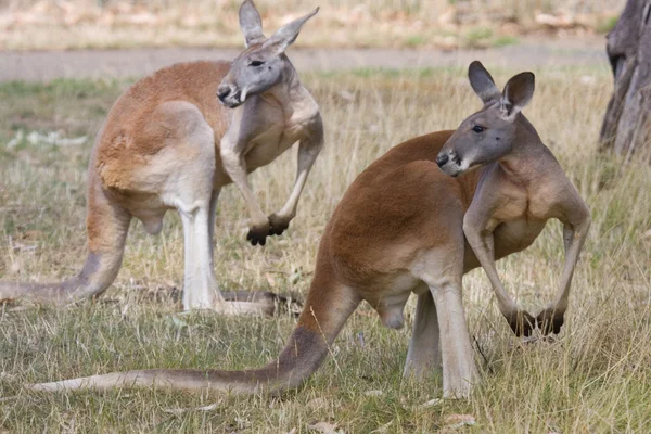 iki kanguru poz, adelaide, Avustralya.