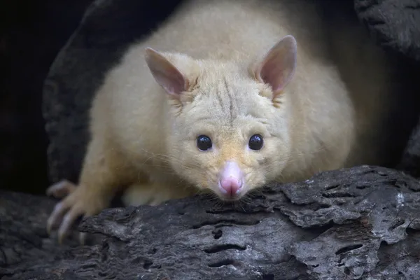 Coleta dorada Possum, Australia — Foto de Stock