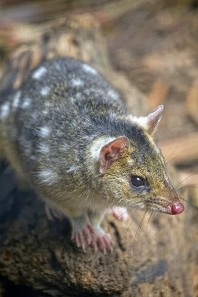 타이거 quoll (일컬어 자리 꼬리 또는 더럽혀진 꼬리 quoll), 타스 마니아, 호주. — 스톡 사진