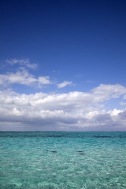 stingray şehir, cayman Adaları, Karayipler, tropikal turkuaz suları altında Yüzme stingrays