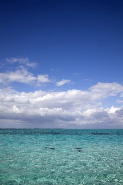 Raies nageant sous les eaux tropicales turquoise à Stingray City, Îles Caïmans, Caraïbes — Photo