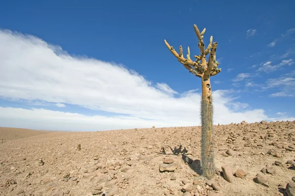 Atacama Çölü'nde Mumluk kaktüs (browningia candelaris) Şili — Stok fotoğraf