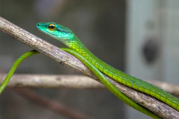 Wąż zielony drzewo czeka na oddział, costa rica. — Zdjęcie stockowe