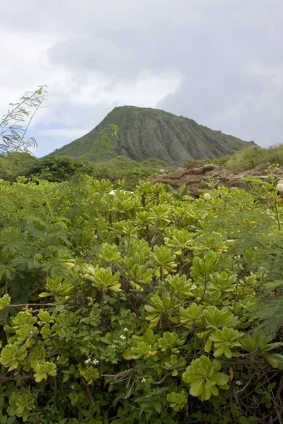 Pożądanie roślinnością wygasły wulkan na południowo-zachodnim wybrzeżu oahu, Hawaje. — Zdjęcie stockowe