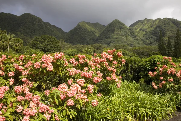 W głąb ogród botaniczny arboretum honolulu, Hawaje. — Zdjęcie stockowe