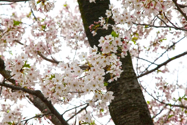 Fiori di ciliegio nel parco del Castello di Osaka, Osaka, Giappone . — Foto Stock