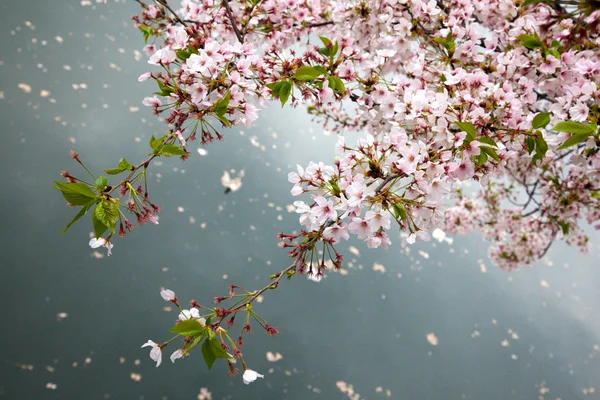 Flor de cerezo en los terrenos del Castillo de Osaka, Osaka, Japón . — Foto de Stock