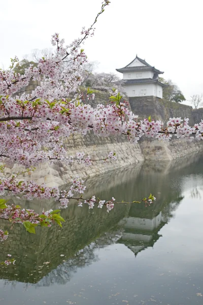 Reflections in the roat of Osaka Castle with cherry blossom in the foreground, Osaka, Japan . — стоковое фото