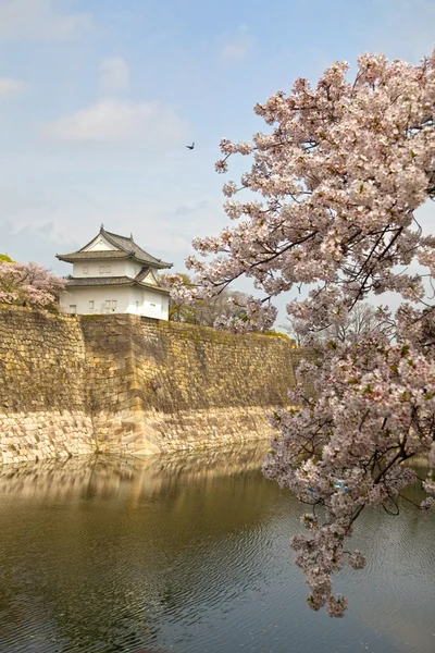 Titta ut torn på väggen i vallgraven runt osaka castle med körsbärsblommor i förgrunden, osaka, japanvěž na stěně příkopu kolem osaka hrad s rozkvetlou třešní v popředí, osaka, Japonsko. — Stockfoto