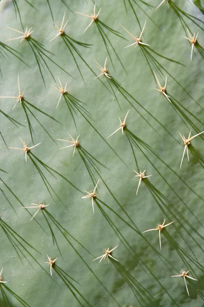 Close up van een cactus met schaduwen van de spikes vallen over het oppervlak, mexico. Stockfoto