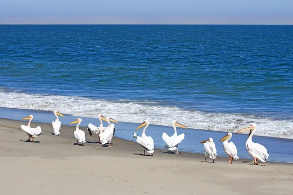 Great White Pelicans standing by the edge of the Atlantic, Sandwich harbor, Namibia. — Stock Photo, Image