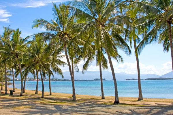 Palm bomen omzoomde strand van noumea, Nieuw-Caledonië, Zuid pacific. — Stockfoto