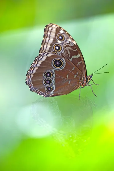 Borboleta castanha (Probally Morpho didius), Panamá . — Fotografia de Stock