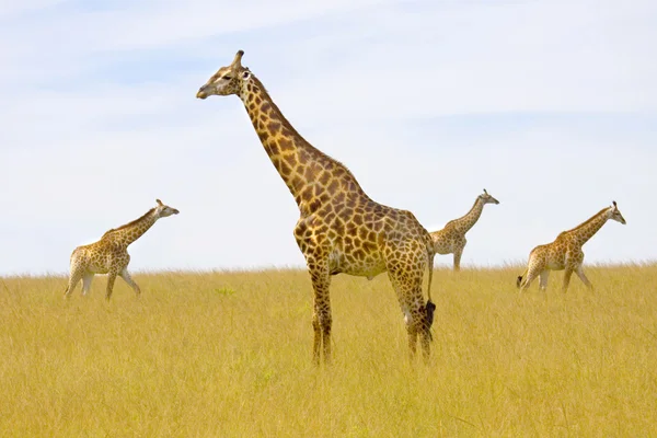 Cuatro jirafas de pie en las llanuras, Tala Game Reserve, Sudáfrica . —  Fotos de Stock