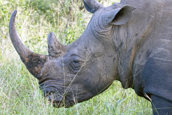 Foto de un rinoceronte blanco en Hluhluwe Umfolozi, Sudáfrica . —  Fotos de Stock
