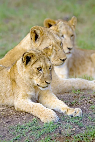Drie leeuwenwelpen zitten samen, durban, Zuid-Afrika. — Stockfoto